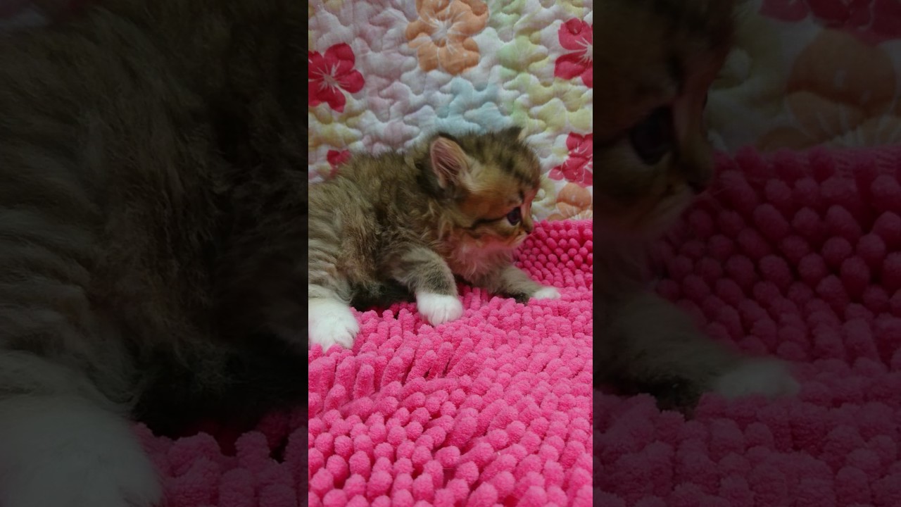 3/20アメリカンカール・立耳♂