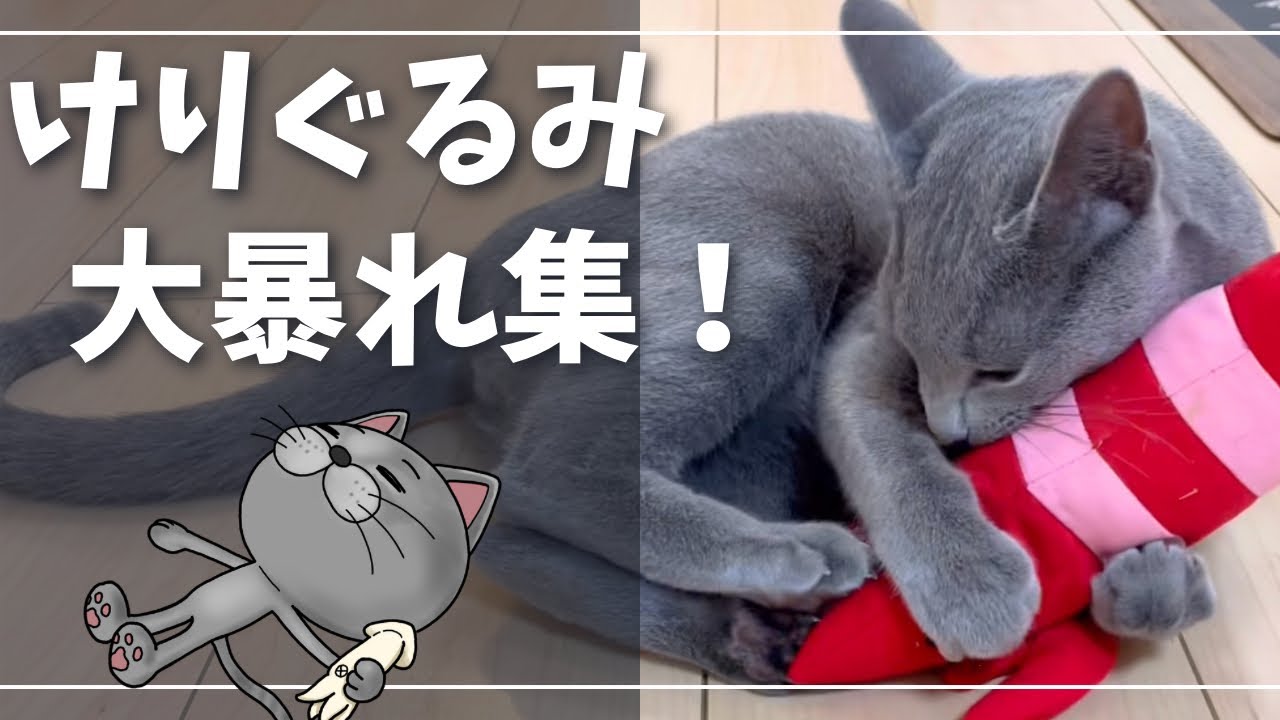 【猫キックマニア向け】ただロシアンブルーがケリケリする動画『ノンテロップ版』