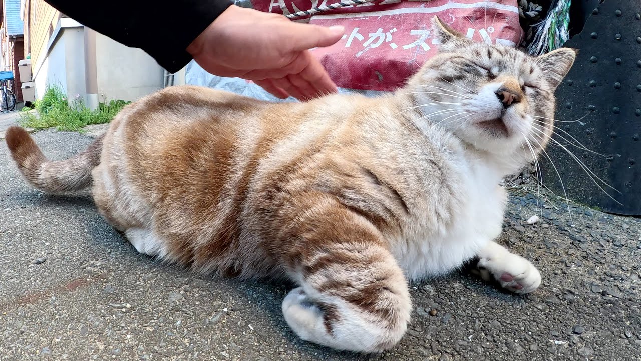 人間にビビりすぎて挙動不審になるシャム猫ちゃん