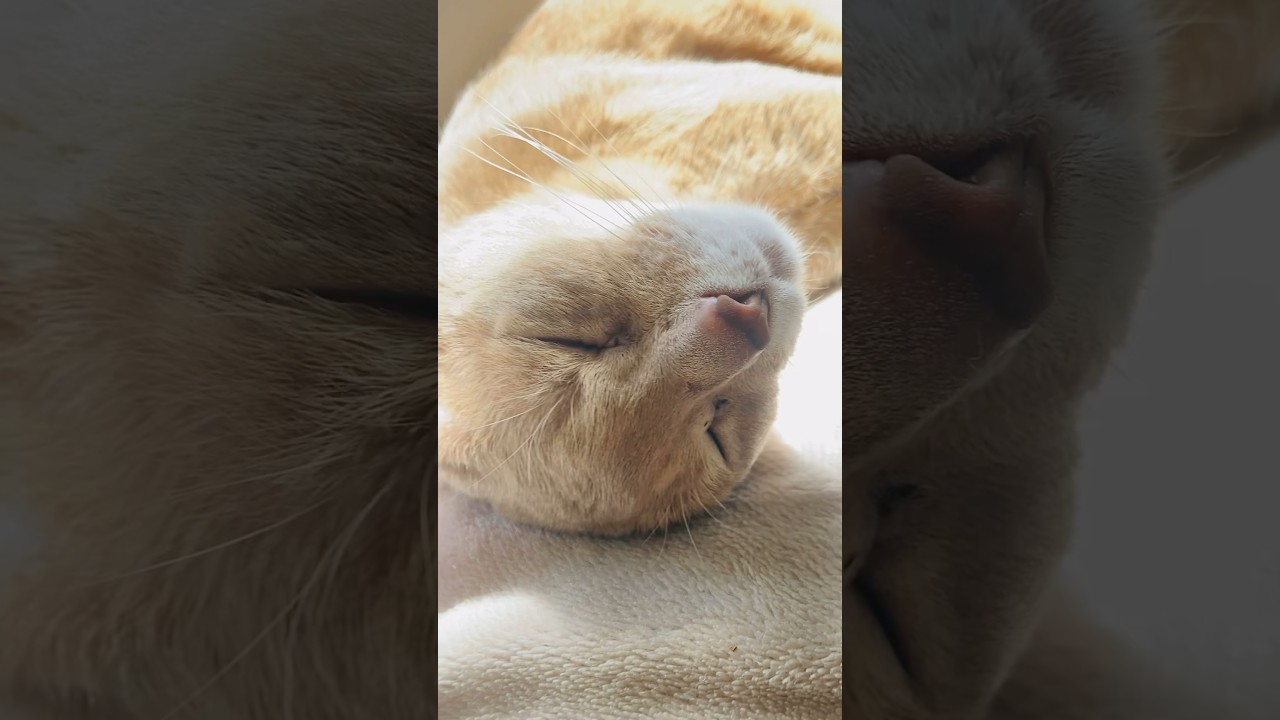 ねむくなっちゃいますね〜#猫#いぶりん#アビシニアン#フォーン#cat#abyssinian#fawn
