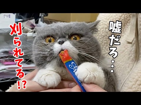 ちゅーるをエサに肉球のハミ毛カットしたら突然我に返る猫がこちらです【エキゾチックショートヘア】