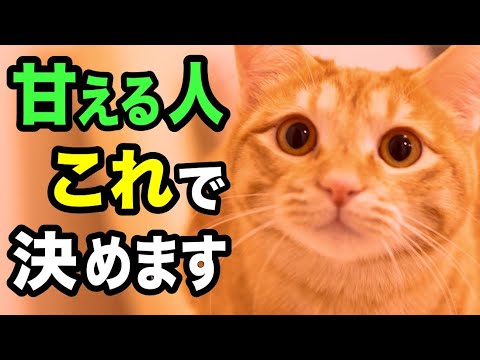 猫が甘えん坊になる方法を獣医師が解説します