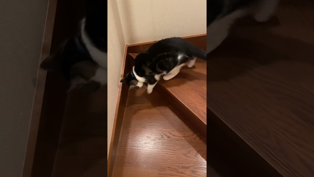 子猫動画　階段が苦手…一段一段確実に…