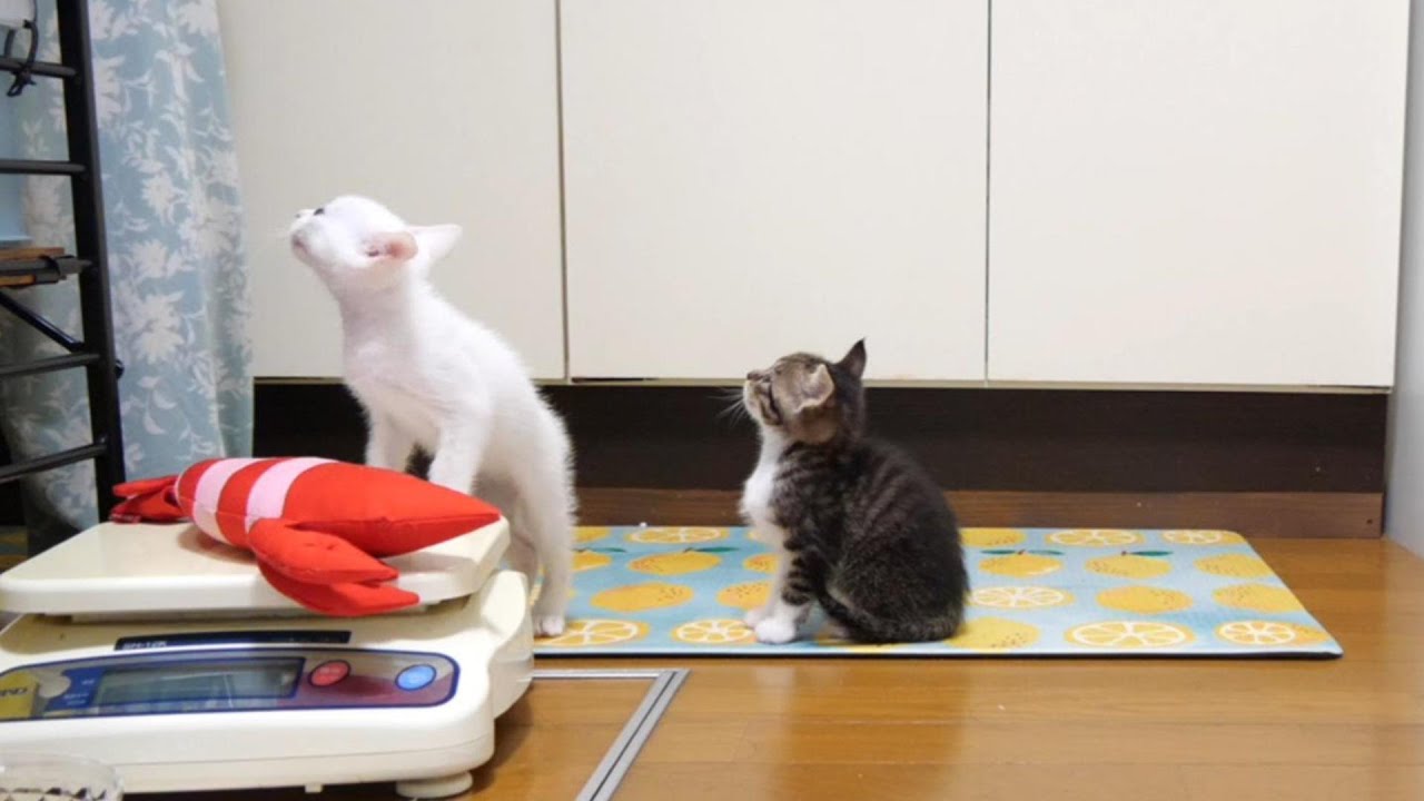 仲良く並んでご飯の準備を見つめる子猫たち【赤ちゃん猫　保護猫】