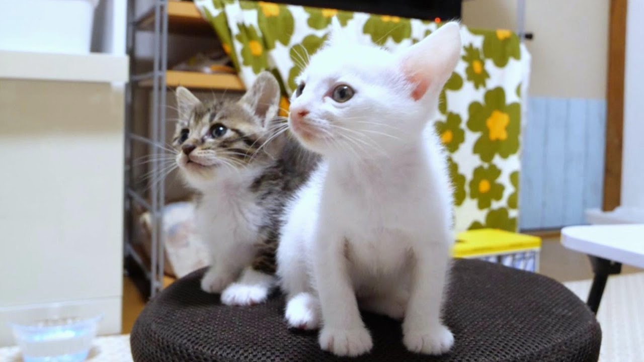 子猫達がワクワクした顔をしてご飯を待っている姿がカワイイ【赤ちゃん猫　保護猫】