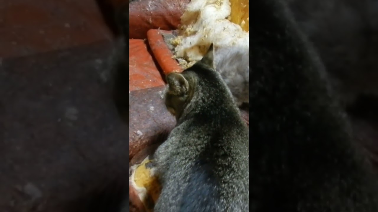 ラパーマ•テオフィルの天敵スジャータ
