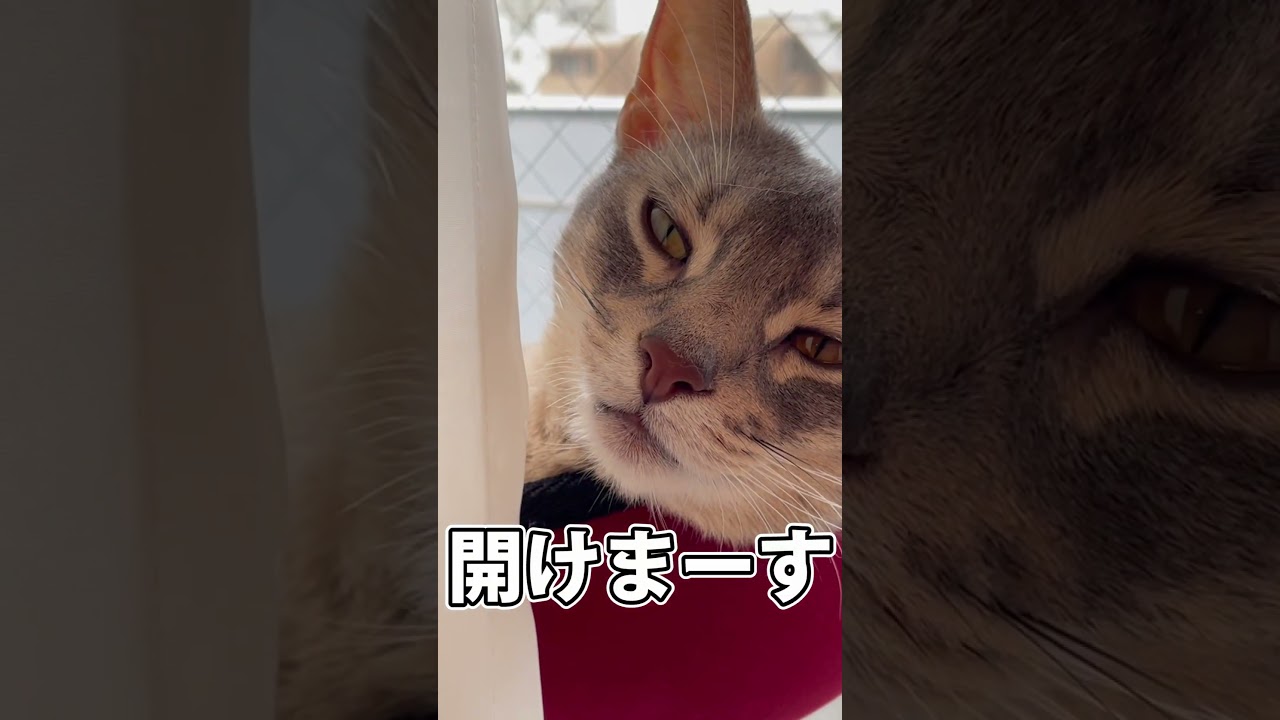 窓ベッドが好きすぎるうちの猫さん #shorts #猫 #アビシニアン