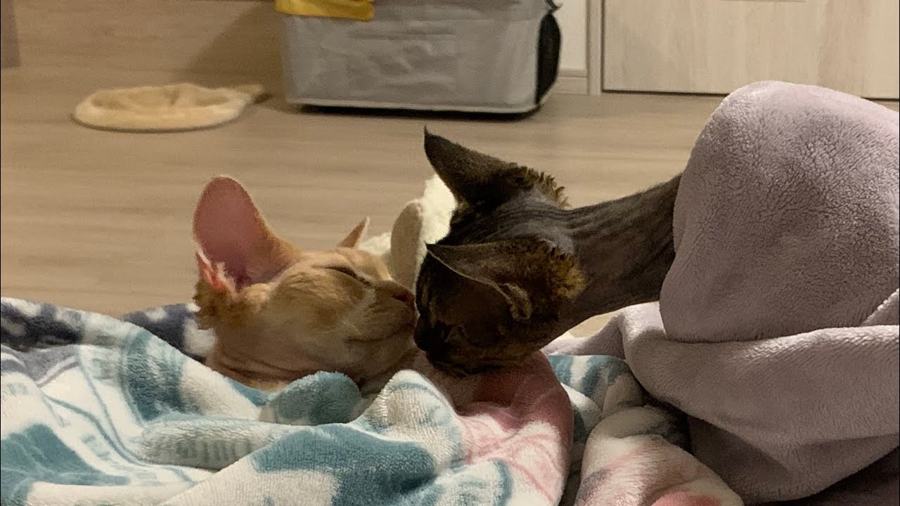 仲良しデボンレックス兄弟の戯れあいが可愛いです(Devon Rex brothers playing together are so cute)