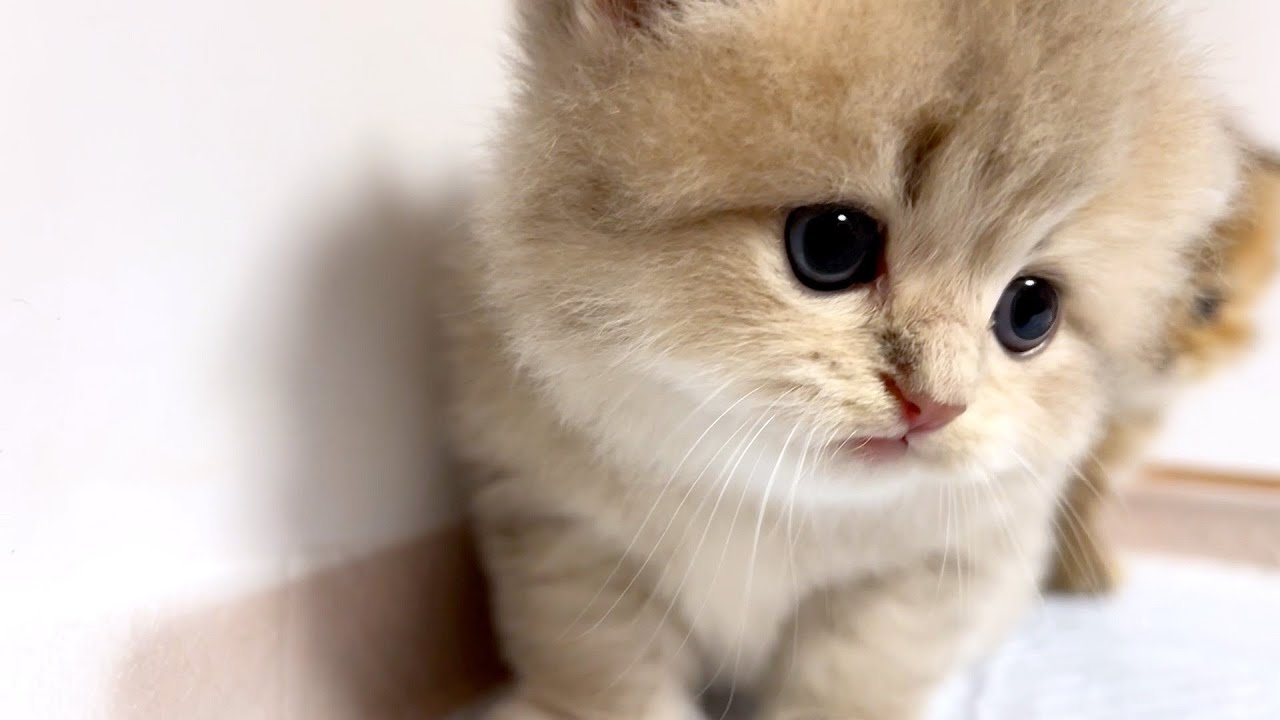 手が目にメリ込んだ子猫と隅っこ張りつき虫の子猫の件 ～猫のいる生活Vol.948～出産動画 マンチカン短足・ミヌエット・ペルシャ猫専門ブリーダー『ペット蔵人』【子猫の成長記録】