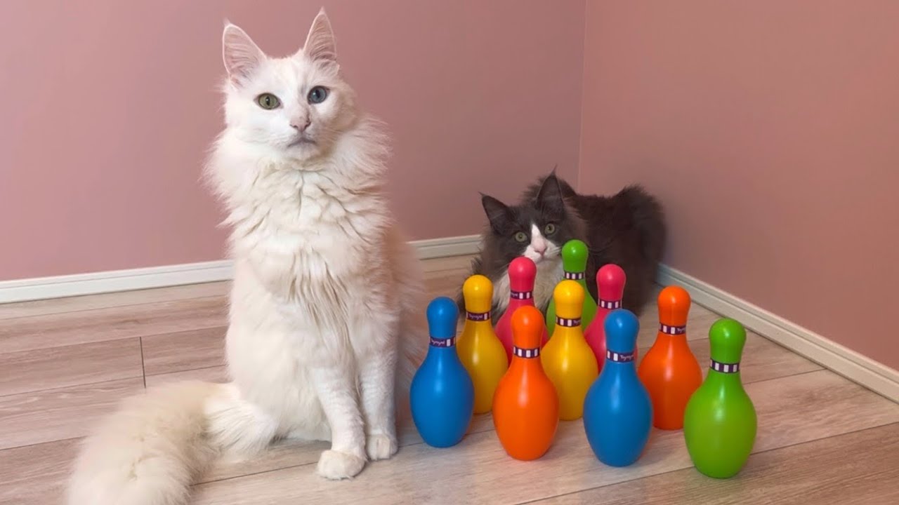 【検証‼︎】もふ猫たちはボウリングで遊ぶのか…！？ターキッシュアンゴラとノルウェージャンフォレストキャット♡