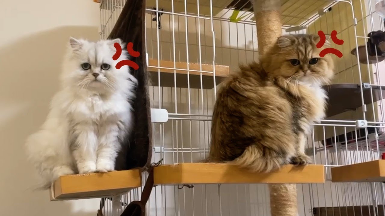 【ペルシャ猫】激おこな女の子たち❗️道を譲りたくない❗️ワガママVS気が強い女子バトル