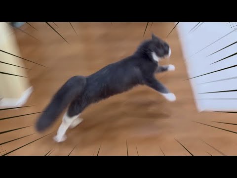 【天真爛漫‼︎】元気すぎる生後9ヶ月のターキッシュアンゴラを追いかけてみたwww