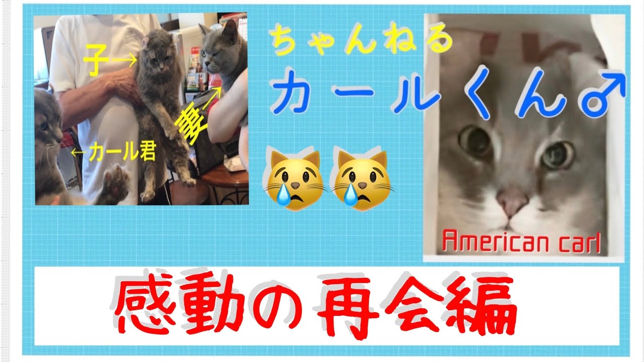 #016.カールくん、家族との再会編 #アメリカンカール #猫