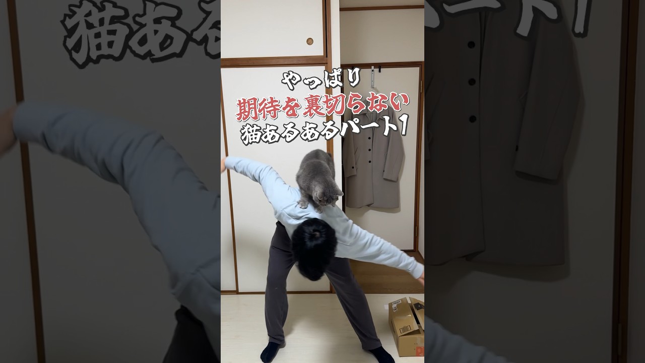 #猫 #ねこ #ブリティッシュショートヘア #スコティッシュフォールド #可愛い猫 #猫動画