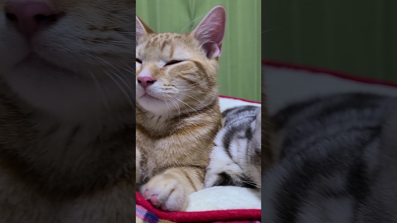 【パパが戻るの待つ子猫】マンチカンとアメリカンショートヘアー#shorts