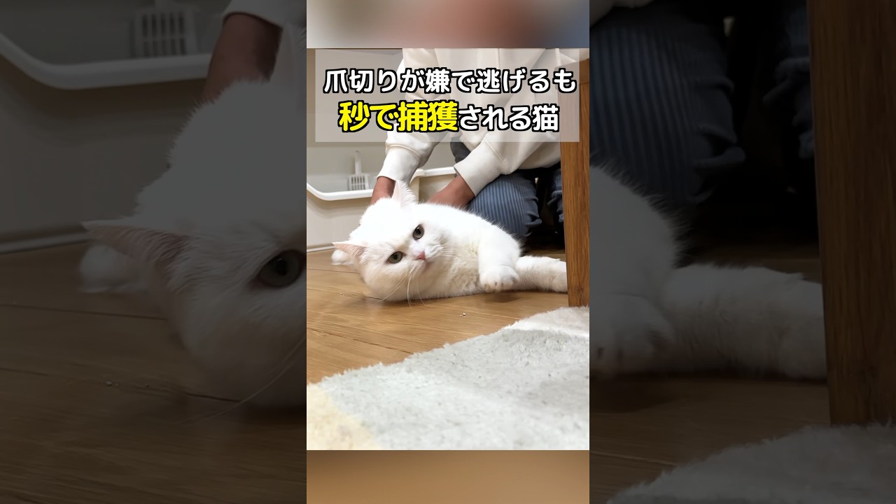 爪切りが嫌で逃げるも秒で捕獲されちゃう猫！