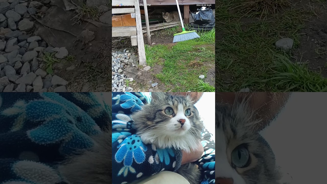 ВСТРЕЧА с кошкой #cat