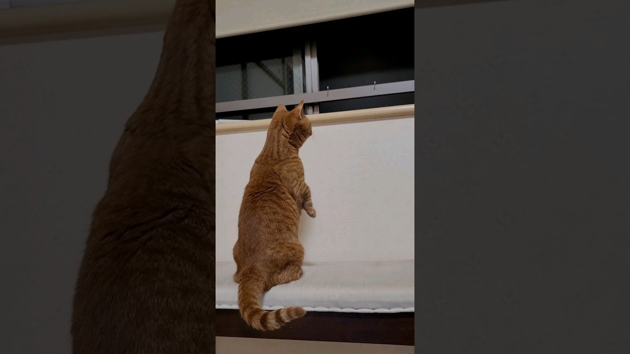綿棒を置けばそこに🐅とらが来る‼️わたしがきたにゃ😸❤️ #とらにゃん #マンチカン立ち#マンチカン