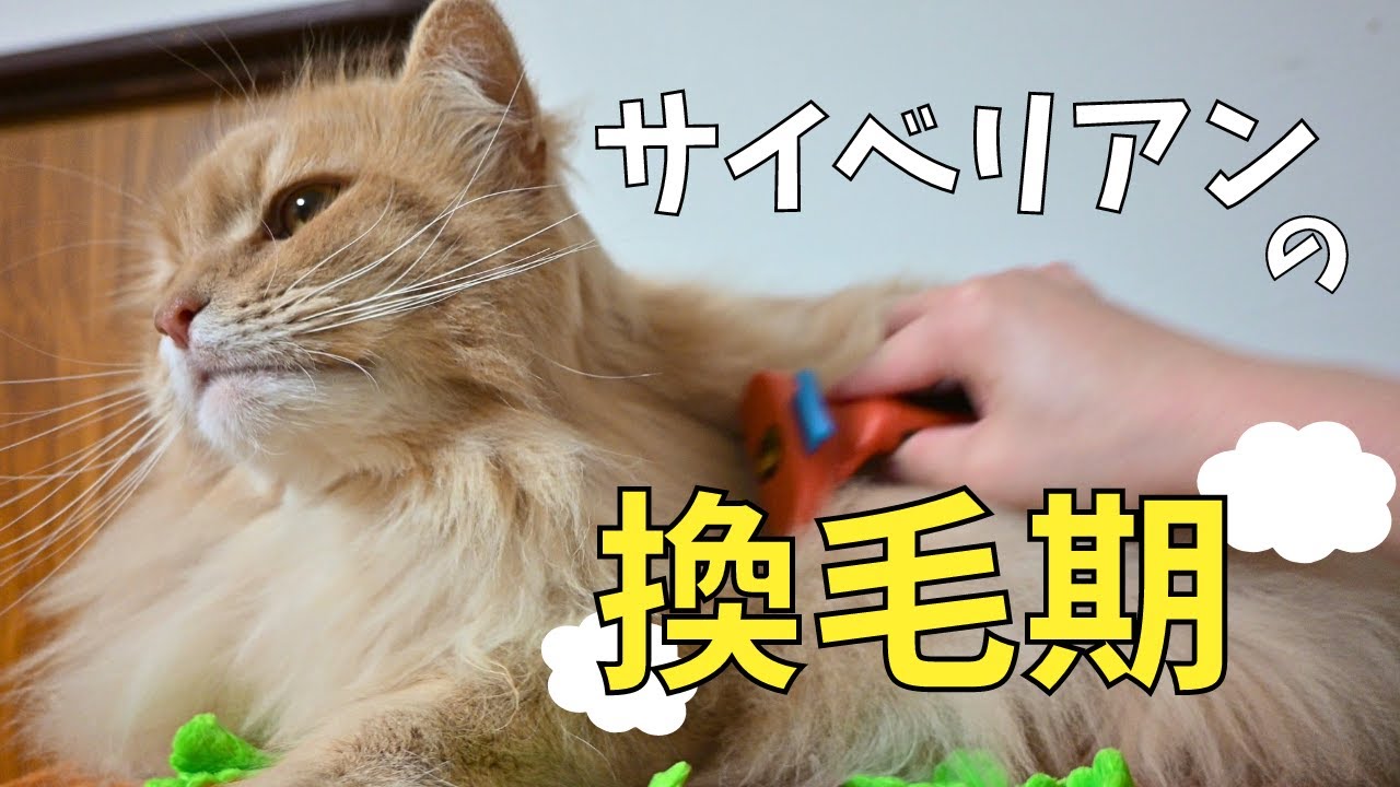 サイベリアンの換毛期が始まりました💦【多頭飼い】