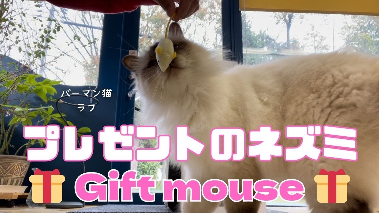 バーマン猫ラフとウリ【プレゼントのネズミ】Gift mouse（バーマン猫）Birman/Cat