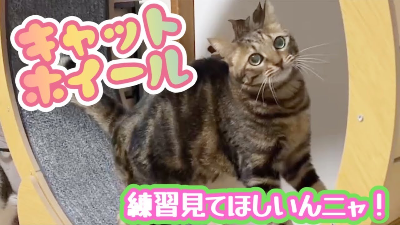 生ねこLIVE😻今日は横配信🤭キャットホイールのその後と‥重大？予告🤪