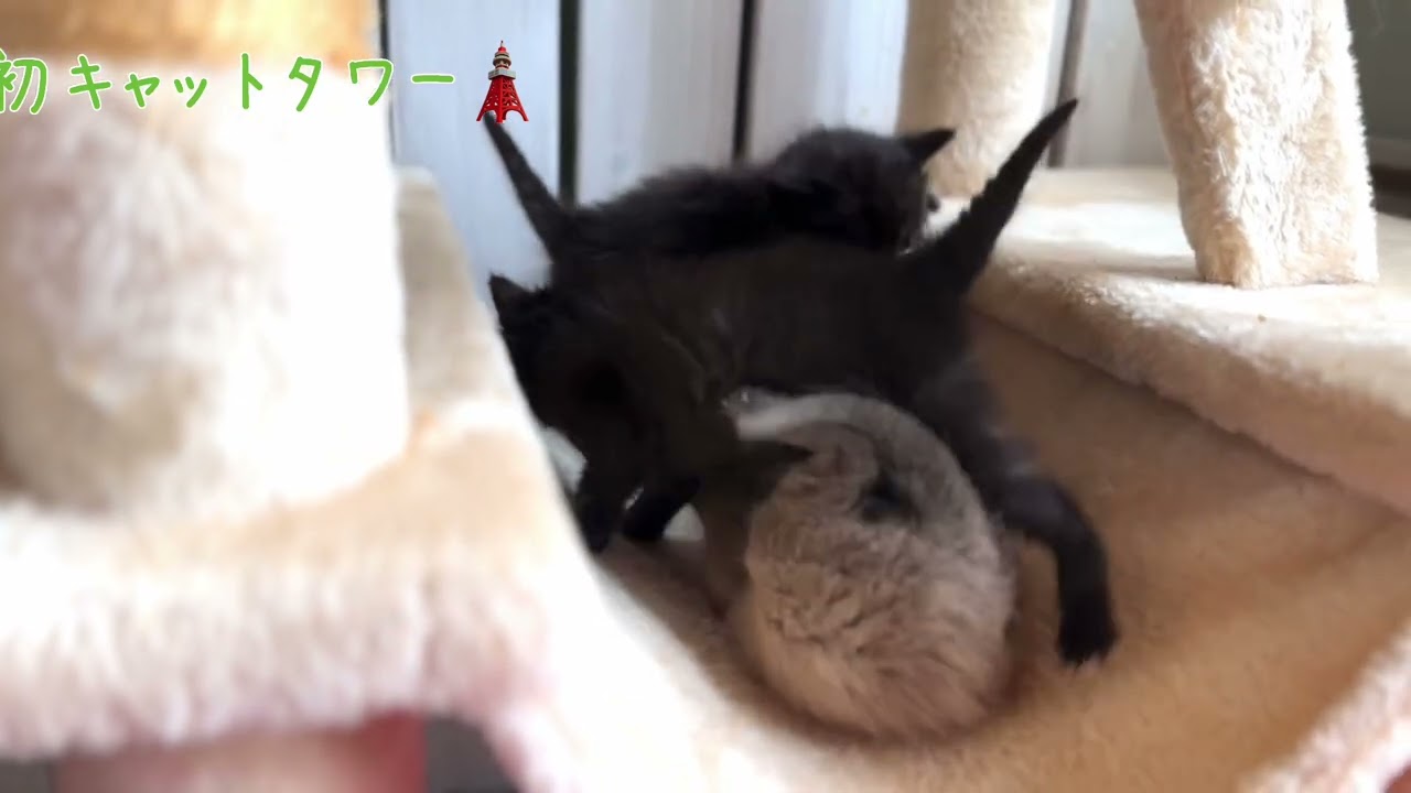 【ナナハチ’s ROOM】ボンベイ兄妹☆生後27日目☆20240504