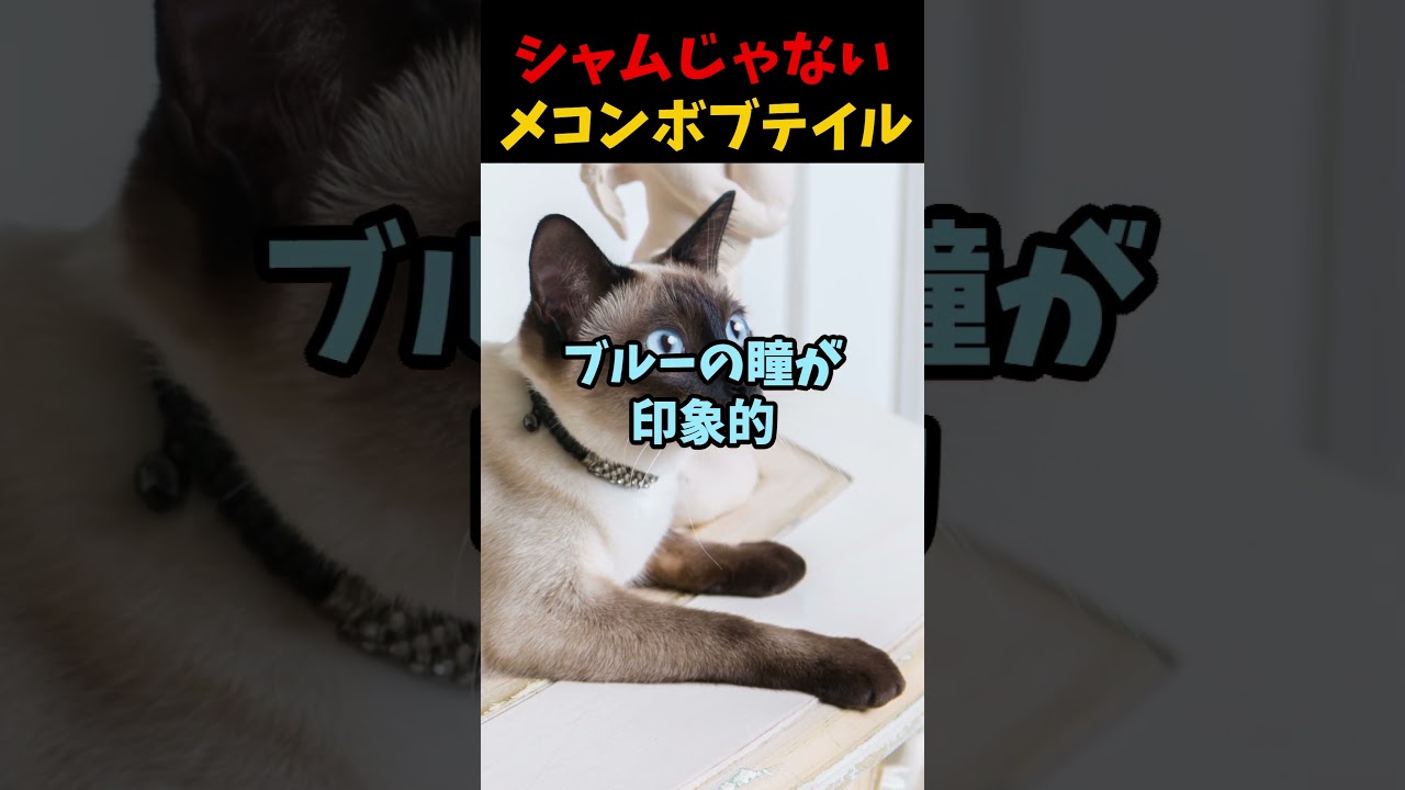 シャムじゃないメコンボブテイル #1分雑学 #自然 #雑学 #動物 #生態解説 #猫