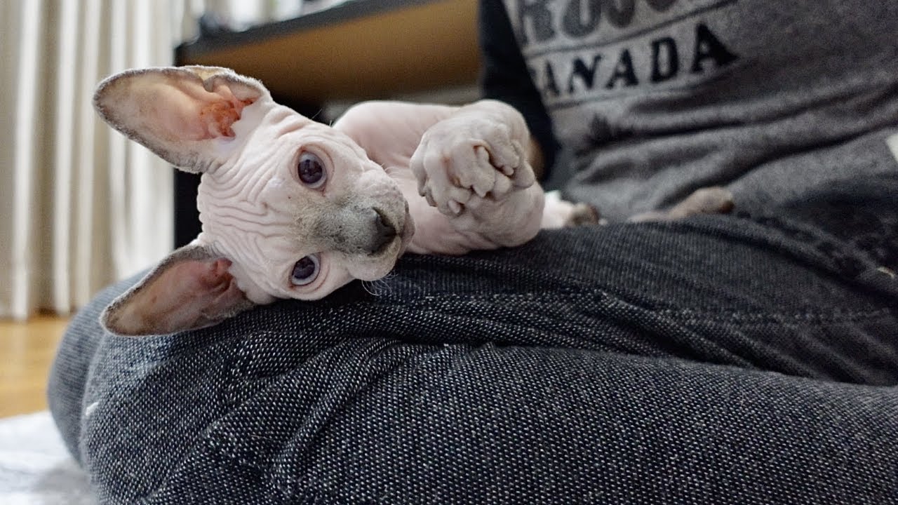 子猫が膝の上から動きません【スフィンクス猫】