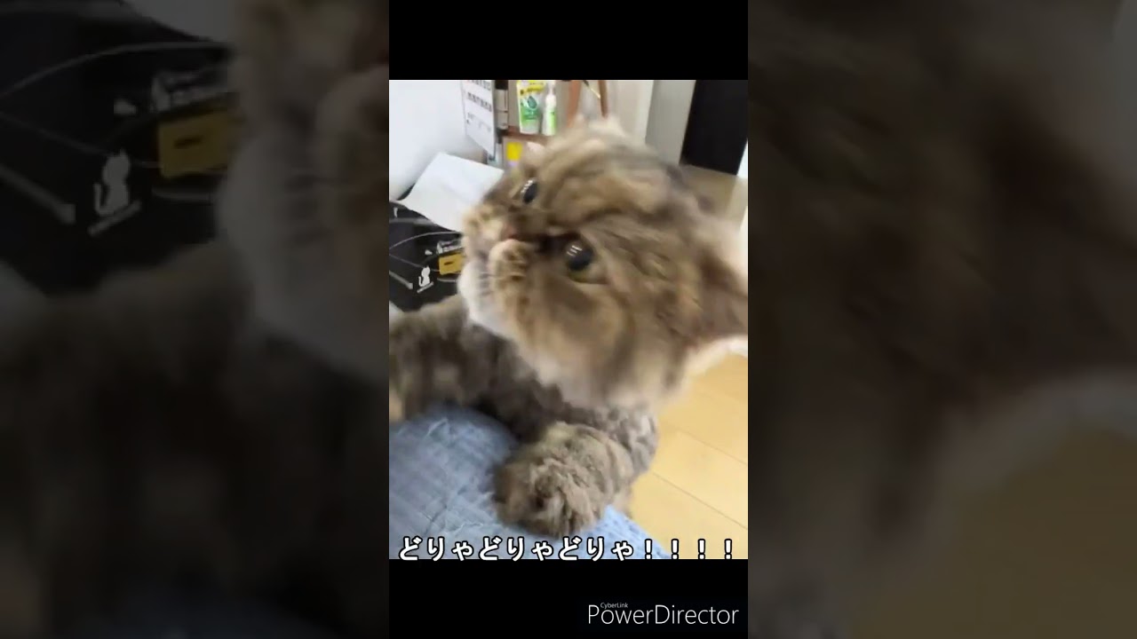 ペルシャ猫