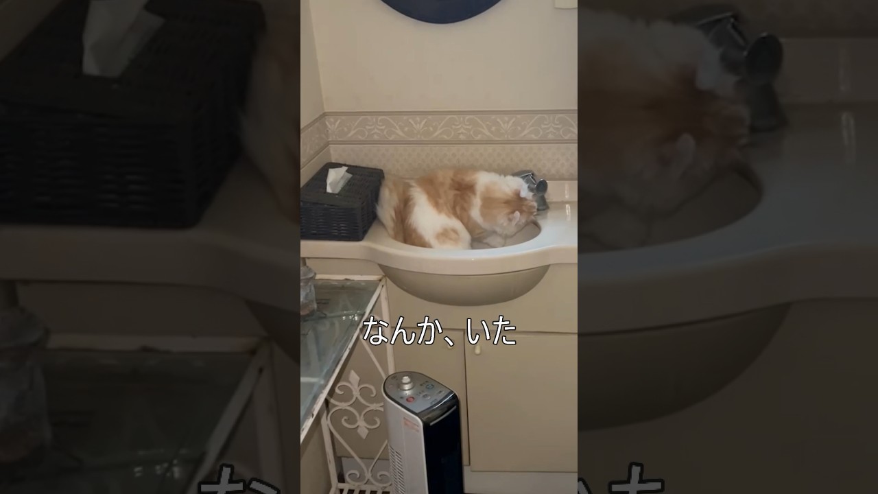 【キンカロー】自力で水を飲む毛玉【マンチカール】#キンカロー #猫