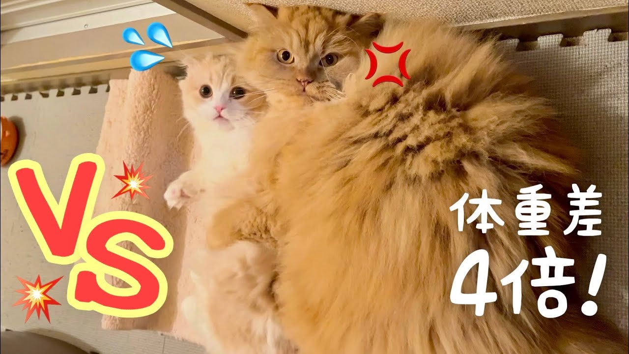 【スコマンチ】可愛い短足耳折れマンチカンの子猫とラガマフィンのメス猫同士が喧嘩してこうなっちゃいました…【多頭飼い】