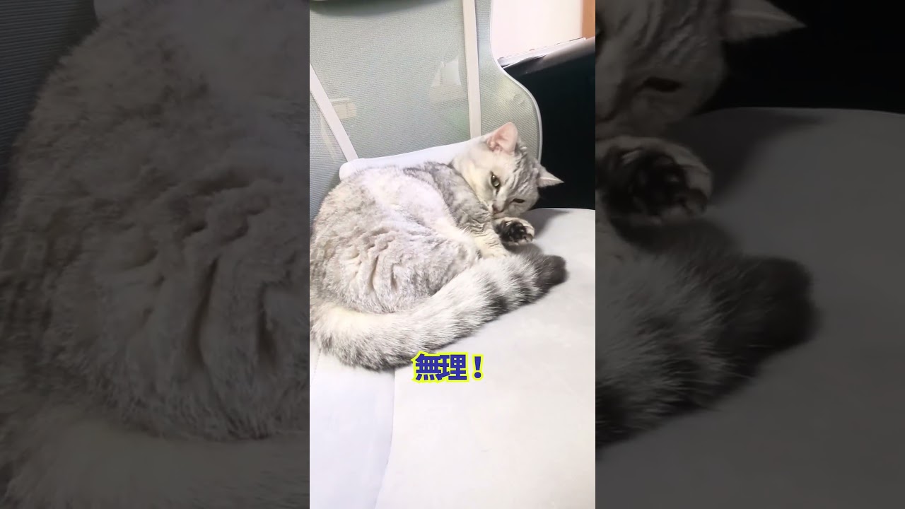 【ぽっちゃん家】俺の居場所　vol.52　　#猫 #funny #cat #shorts