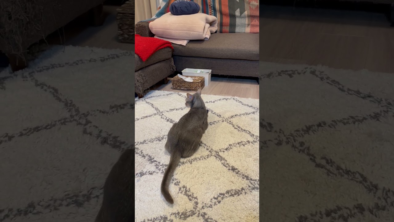 うちの猫さんのストレス解消法 #shorts #猫 #アビシニアン