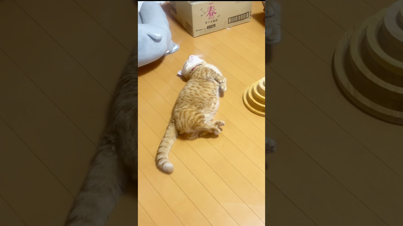 被害者役の大御所 #猫 #マンチカン #shorts