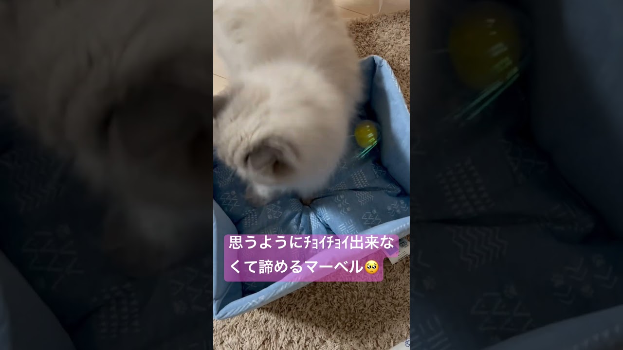 ﾁｮｲﾁｮｲできないヒマラヤンのマーベル🐈🥹  #shorts #うちのにゃんこ #ねこ #マーベル #ヒマラヤン #cat #かわいい