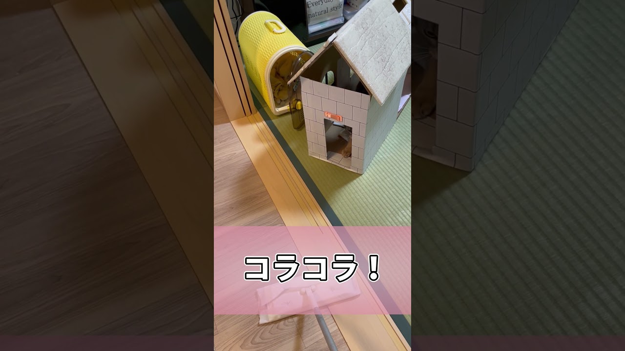 モップ掛けしたら逆ギレするうちの猫さん #shorts #猫 #アビシニアン