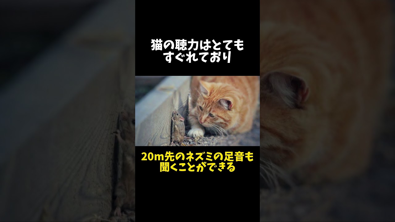 98%の人が絶対に知らない猫に関する雑学・豆知識Part7