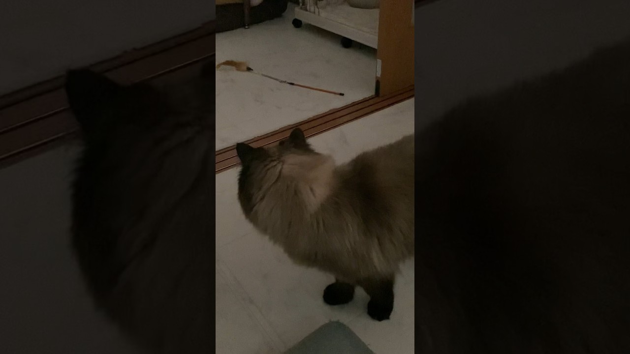 新しいおもちゃにビビるイケメンげんたくん #猫 #ヒマラヤン #猫のいる生活 #shorts