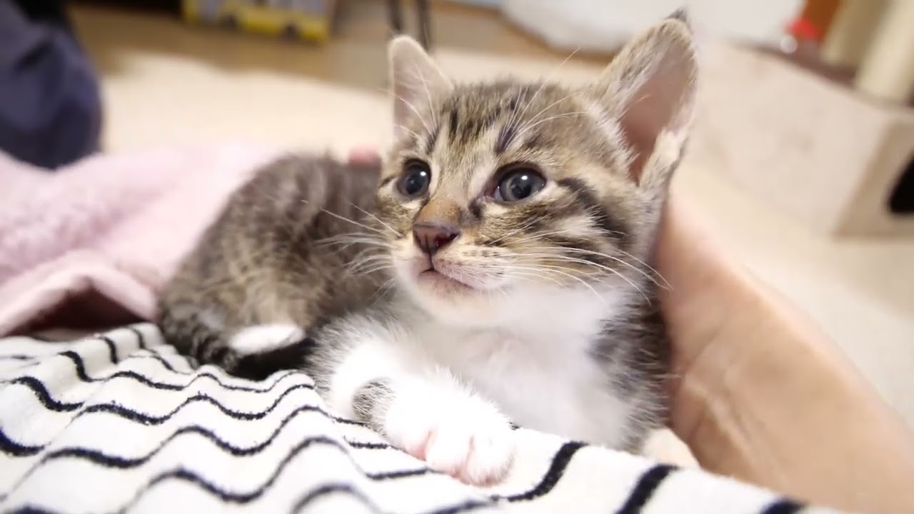 爪切りに激おこする子猫をなだめるママ【赤ちゃん猫　保護猫】