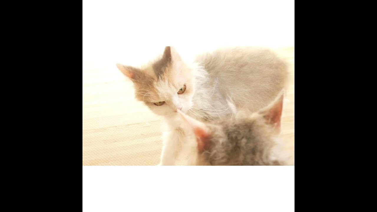 【戯れ】ヤンキーと舎弟 #shorts