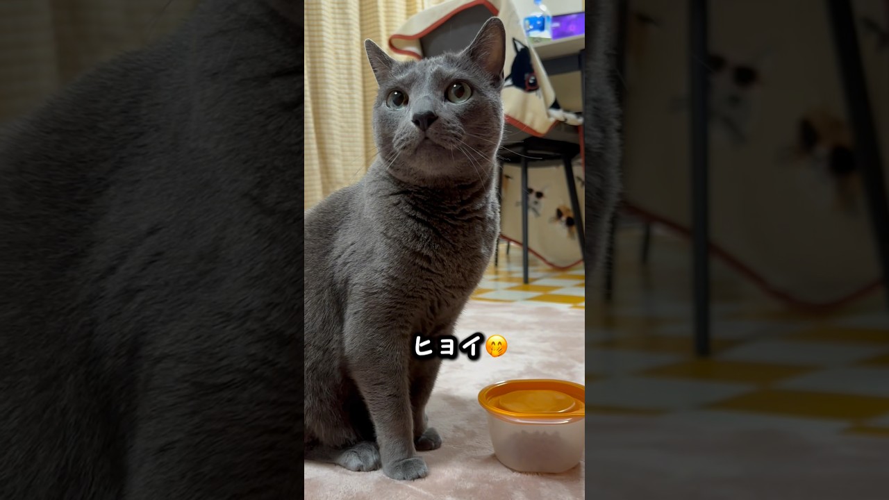 【ロシアンブルー】めろん、シッポでベル🛎️⁇🤭【猫】#shorts