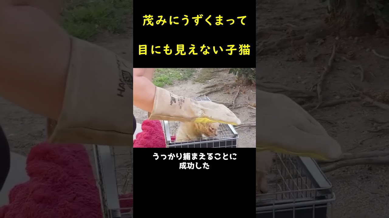 茂みに隠れていてよく見えない子猫。🐱