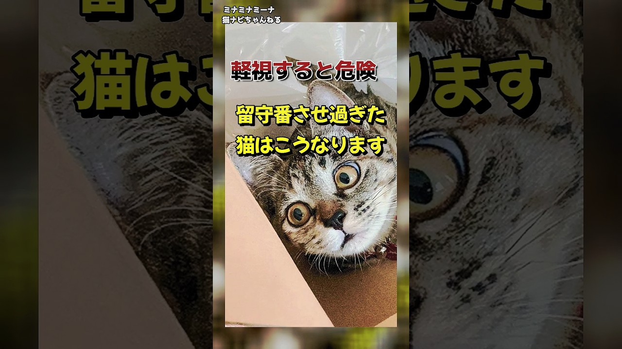 【軽視すると危険】留守番させ過ぎた猫はこうなります #保護猫 #猫の行動 #猫のいる暮らし