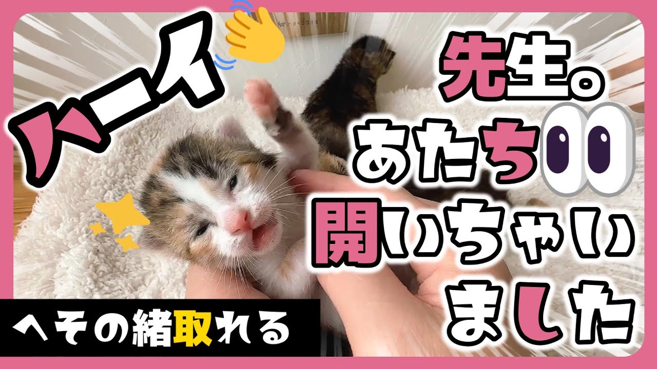 「ポロっ」でべそ子猫のへその緒取れました  「チュパミルク」ドアップ多め はじめて目が開いた日【保護猫生活9日目】