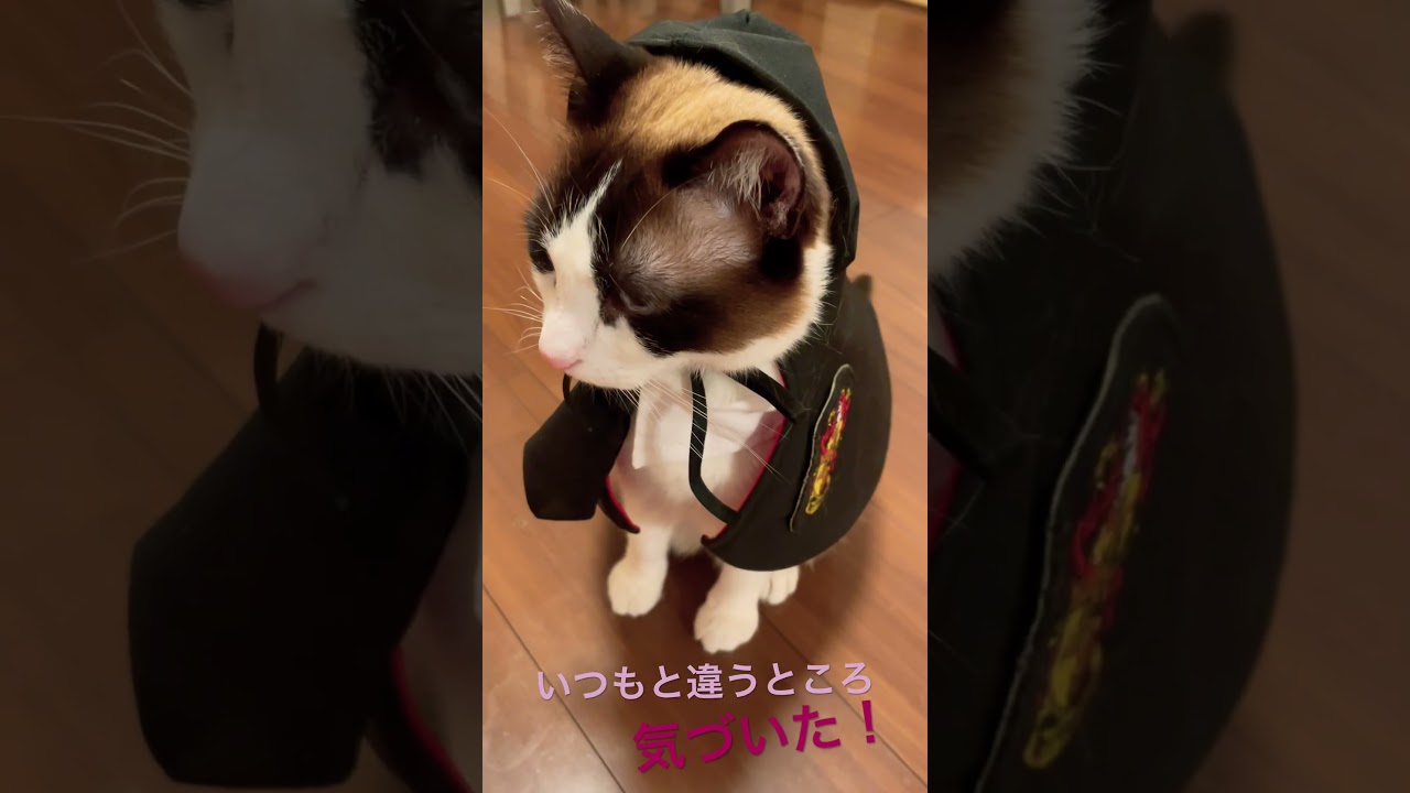 気付いて欲しいのにゃ～とこちらを見てくるスノーシュー猫 #shorts  #funny