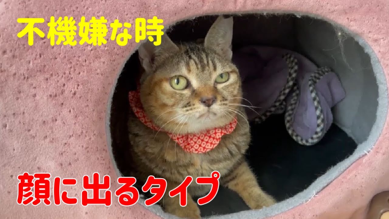 【不機嫌】最近、リビングの真ん中で盛大にウ○チをかますそうですよw
