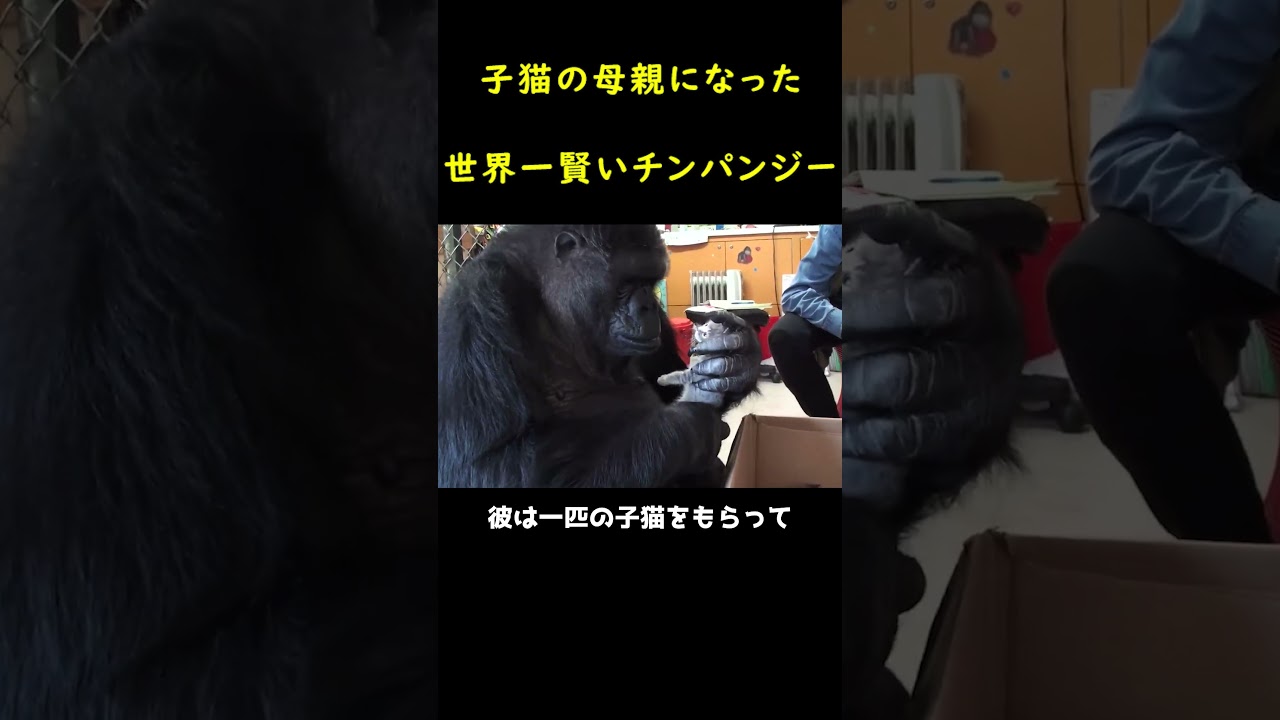 子猫に好かれ続けた天才ゴリラ。🦍
