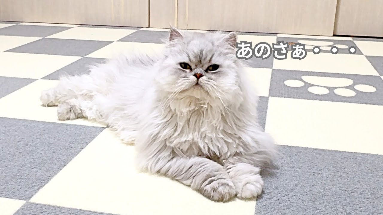 【ペルシャ猫】猫の相手をしてあげなかったらこうなっちゃいました・・・