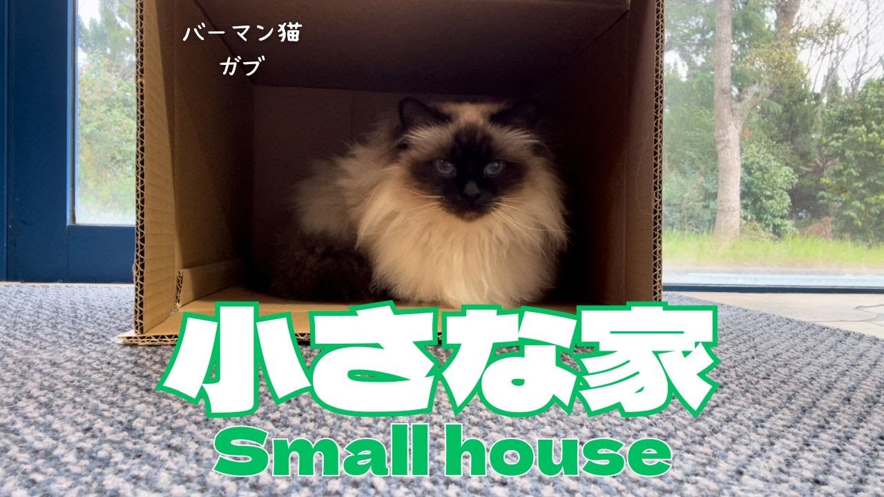 バーマン猫ガブ【小さな家】Small house （バーマン猫）Birman/Cat