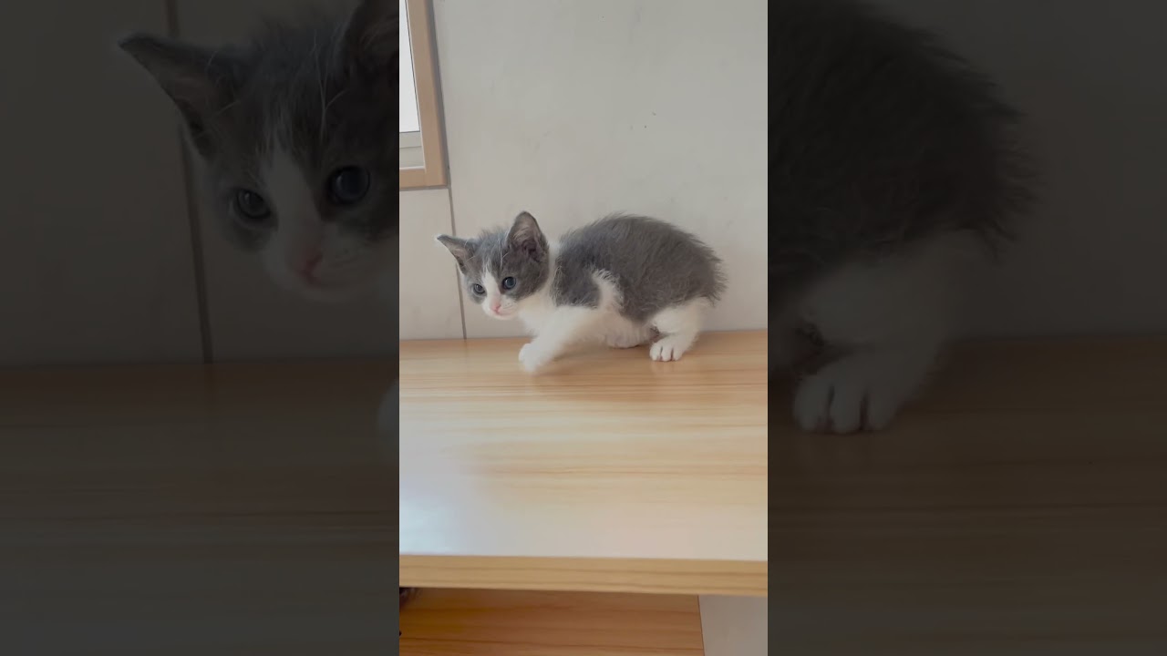 スクーカム巻き毛男の子🩷 【お問合せ詳細は説明欄に記載あります】 #スクーカム #ブリーダー直販 #マンチカン #ミヌエット #ラパーマ #子猫 #子猫販売 #猫 #猫のいる暮らし #猫動画